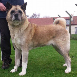 Akita Breeder UK - Danti Akitas