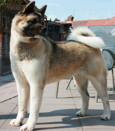 Best akita sale breeders